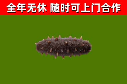 民和烟酒回收干海参.jpg